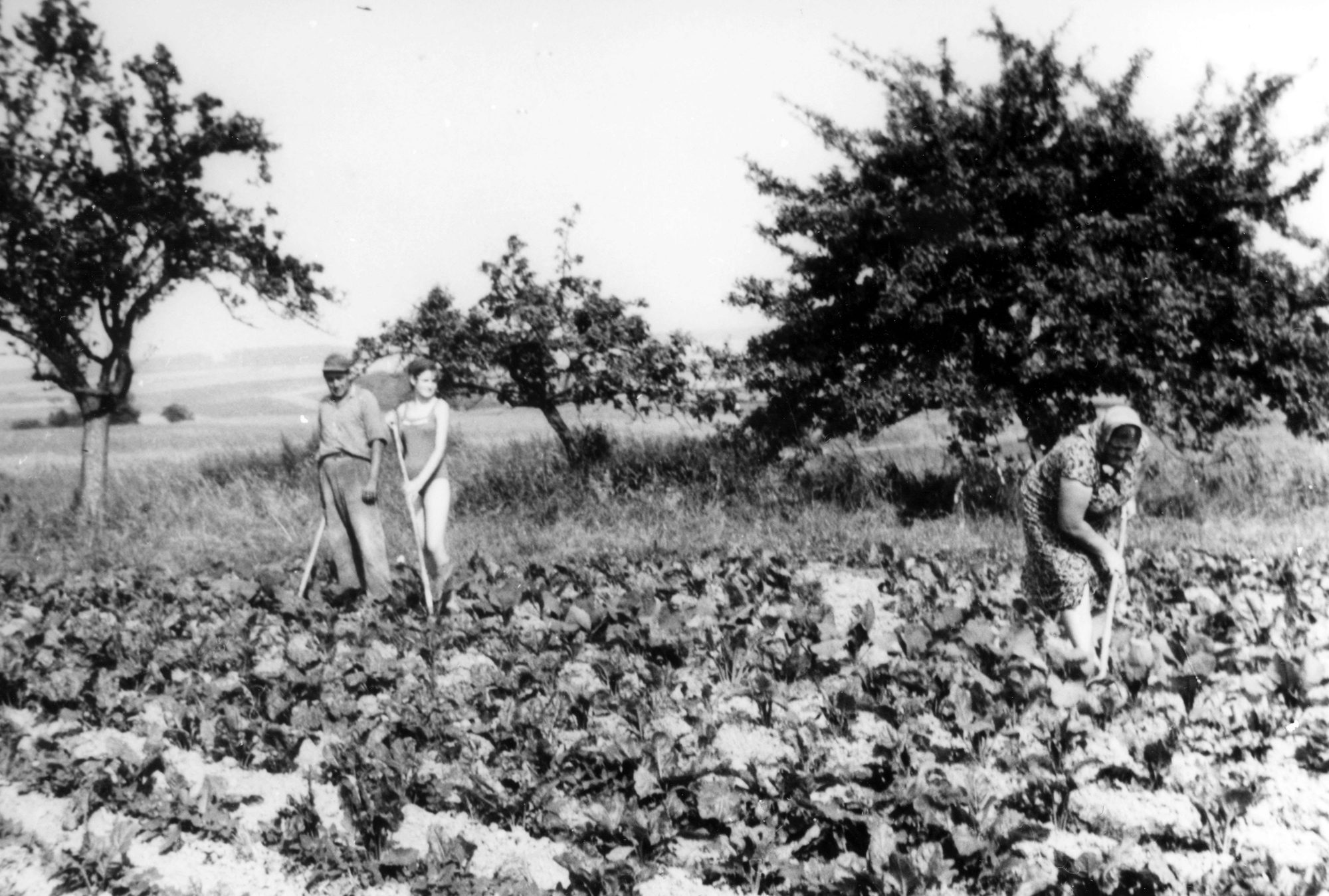 Feldarbeit Reckershausen