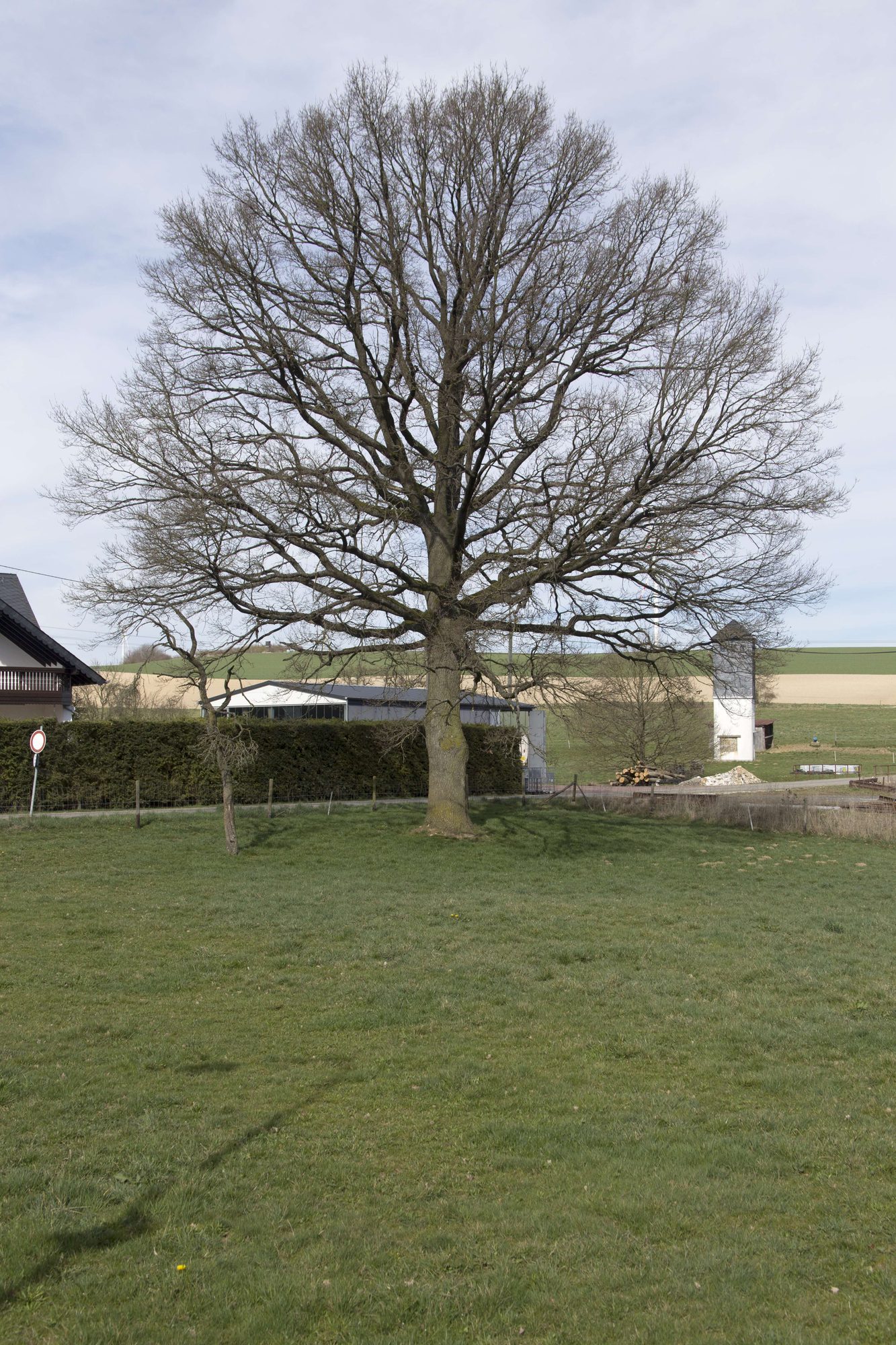 Eiche