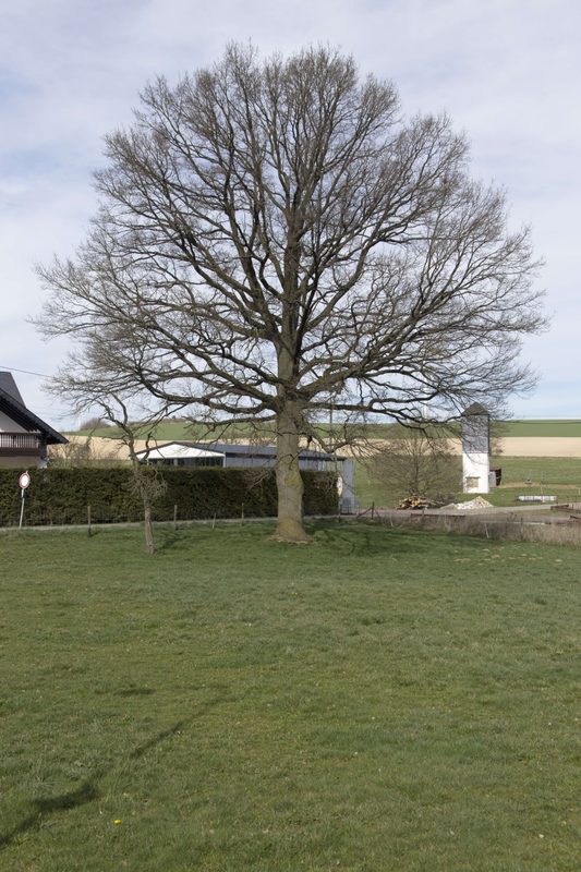 Eiche